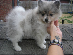 Pomeranian cachorros disponíveis